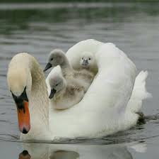 Pin By Yara Abril On Animals References Cute Baby Animals Animals Wild Wildlife Photography