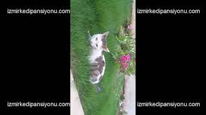 Izmir Kedi Pansiyonu Kedi Oteli Youtube