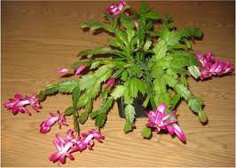 Care Of Christmas Cactus Christmas Cactus Plants Cactus Care