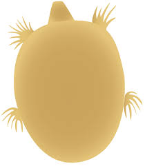 Maybe you would like to learn more about one of these? Didinium Nasutum Ciliate Fauna Protozoans