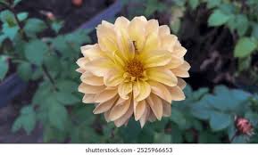 Image result for Dahlia sp. (cultivar)