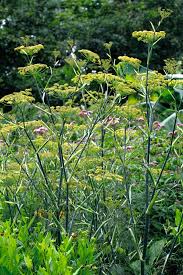 Image result for Foeniculum vulgare