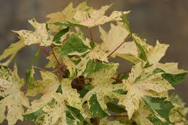 Image result for Satyrium macrophyllum