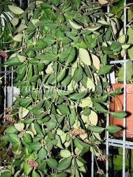 Full name hoya bilobata (ds128) philippines iml 0231. Hoya Bilobata Schlechter 1906 Simones Hoyas