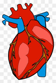 600 x 534 14 0. Human Heart Clipart Transparent Png Clipart Images Free Download Clipartmax