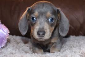 Blue And Tan Shorthair Miniature Dachshund At Muddy River Dachshhnds Dachshund Puppies For Sale Dachshund Breed Dachshund Puppy Miniature