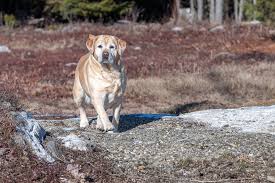 Find the right dog and live happy today. Edgemere