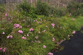 Image result for Podranea brycei