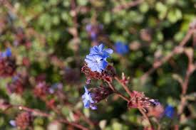 Image result for Ceratostigma griffithii