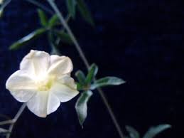 Image result for Merremia quinquefolia