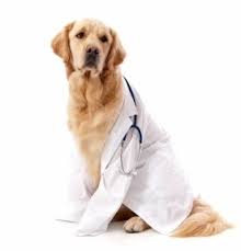 Los angeles pet dog & cat shipping services. Dogs In The Delivery Room Worms Germs Blog