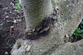 Make a tea of horticultural corn meal. Black Oozing Magnolia Homeowners Tree Advice Forum Arbtalk The Social Network For Arborists