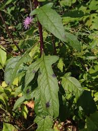 Image result for Bothriocline quercifolia