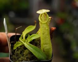 Image result for Trachyandra burkei