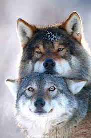 Wolf Dieren Carrousel Dieren Schattige Dieren Honden