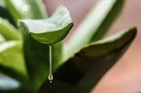 Image result for Aloe vera