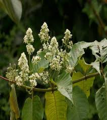 Image result for Sabicea bequaertii