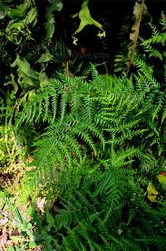 Image result for Pityrogramma argentea