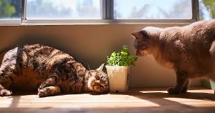 They should cause no irritation or reaction from most cats. Cat Friendly Plants And Which Ones To Avoid Zoetis Petcare