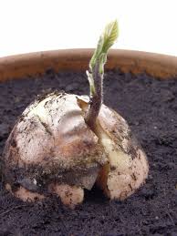 Ich hab meine punkte für heute zusammen gerechnet, aber ich bin mir nicht sicher ob das mit dem öl richtig sein kann. Avocado Pflege So Gedeiht Das Baumchen Prachtig