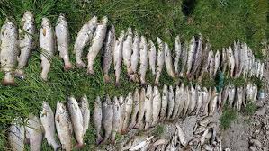 Hucho hucho (mladica) pripada familiji salmonidae (familija pastrmki) i najveća je vrsta iz ove familije (ima najveći priraštaj biomase). Uzasan Prizor Nove Fotografije Nakon Pomora Ribe U Cehotini Foto Novosti Rs
