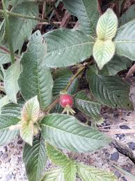 Image result for Sabicea