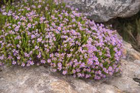 Image result for Felicia filifolia