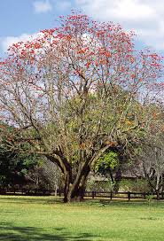 Image result for Erythrina lysistemon