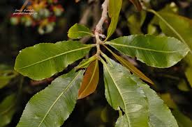 Image result for Ochna schweinfurthiana