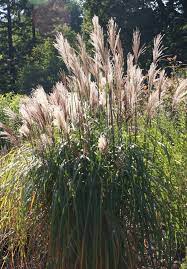 Gräser sind im garten ein wahrer higucker. Ziergraser Fur Den Garten Freudengarten