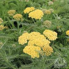 Plant Profile For Achillea Millefolium Desert Eve Light Yellow Desert Eve Yarrow Perennial Achillea Millefolium Achillea Plants