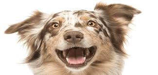 We bring the pet spa to you. Dog Bath Time Quotes Home Wet Noses Mobile Dog Grooming Dogtrainingobedienceschool Com