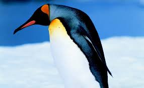 How much is a penguin stamp worth? Penguins Of The World Lynch Wayne Lynch Wayne 9781554072743 Amazon Com Books