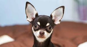 Apple Head Chihuahua Black And White Black And White Chihuahua Puppies Adults And Seniors In 2020 Chihuahua Puppies White Chihuahua Chihuahua