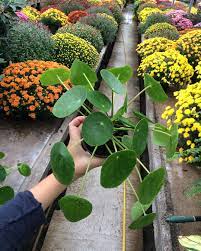 As the pulse of the ozarks, springfield, missouri is rooted in the celebration of family, friends and life's genuine moments. Pepperoni Plant These Are Great Schaffitzel S Flowers Facebook