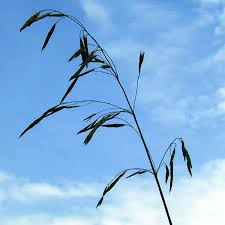 Image result for Bromus