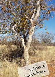 Image result for Ochna arborea