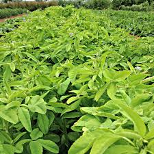 Image result for Trigonella