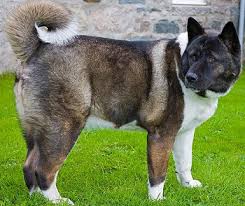Though an akita can weigh around 100 pounds, and may sometimes seem as though they don't know their own strength, they're really gentle with children, and sometimes even cats and other small animals, especially if they have been properly introduced and know the smaller creature as a part of their own family. Honest Faq Akita Inu 2021