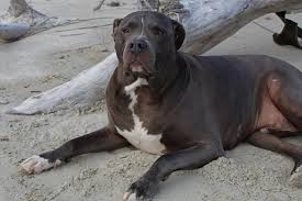 Check spelling or type a new query. Pitbull Lab Mix Complete Guide Info Pictures Care More Pet Keen