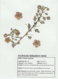 Image result for Grielum