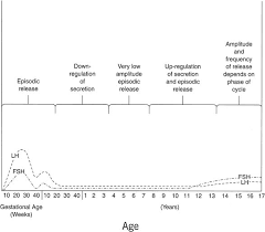 Physiology Of Puberty Glowm