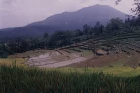 Bahkan dinas pariwisata kabupaten serang menjadikan rawa dano sebagai salah satu objek wisata pemandangan. Dunia Informasi Wisata Rawa Dano Di Serang Banten Dunia Tempat