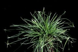 Image result for Rhynchospora brevirostris