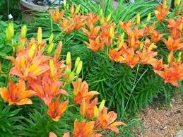 600 taglilien sorten, die sie auch direkt bestellen können. Lilien Im Garten Sorgen Fur Herrliche Blutenpracht