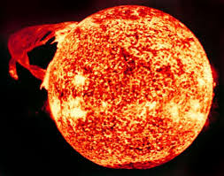 Why is the food chain important? Beetlejuice Vs The Sun On The Big Fat List
