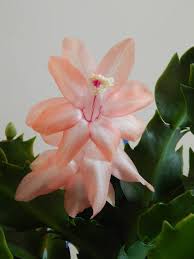 Schlumbergera Christmas Fantasy Christmas Plants Blooming Cactus Cactus Flower
