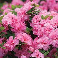 Another selling point is that it reblooms. Azalea Bloom A Thon Double Pink
