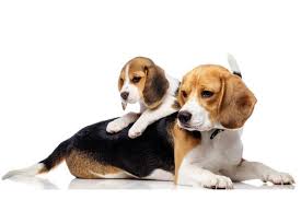 Check spelling or type a new query. How Much Is A Beagle Puppy And Adult Dog With Calculator Petbudget
