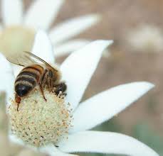 Check spelling or type a new query. Top 61 Most Beautiful Flowers Pictures Fleurs Abeille Insectes